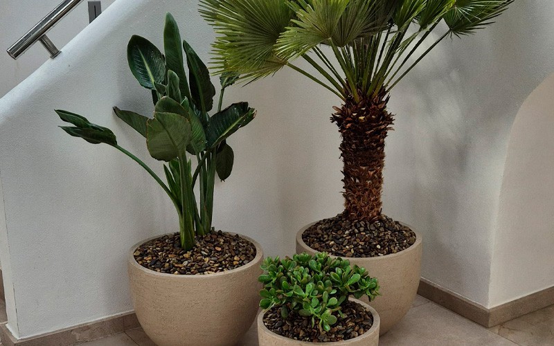 MANTENIMIENTO DE JARDINES